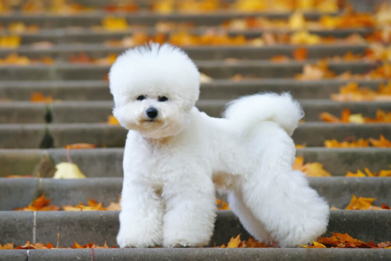 littledog2 768x512